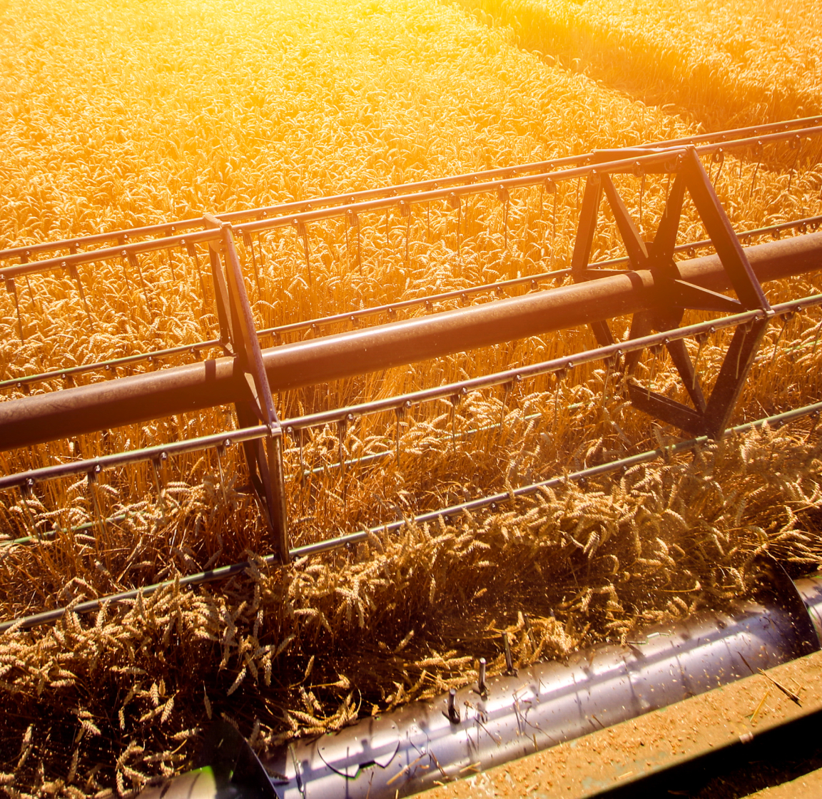 Machine haresting wheat in a field